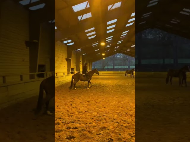 belle jument ZANGERSHEIDE de 8 ans