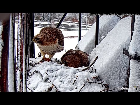 Arthur Delivers American Robin To #CornellHawks Nest – April 1, 2021