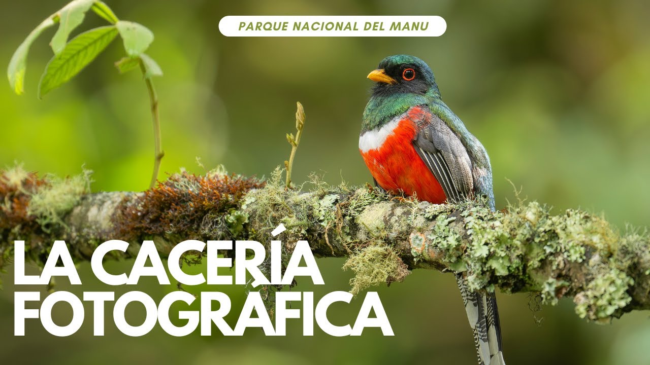 La cacería fotográfica - Cómo hacer fotos de aves sin ayuda de comederos o bebederos.