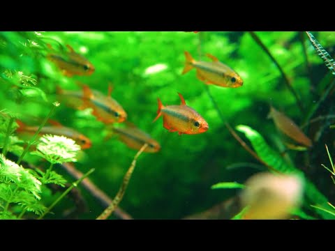 Prachtkongosalmler - Alestopetersius brichardi