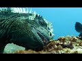 Marine Iguanas Planet Earth BBC
