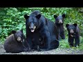 American Black Bears Surprising Intelligence Of Nature