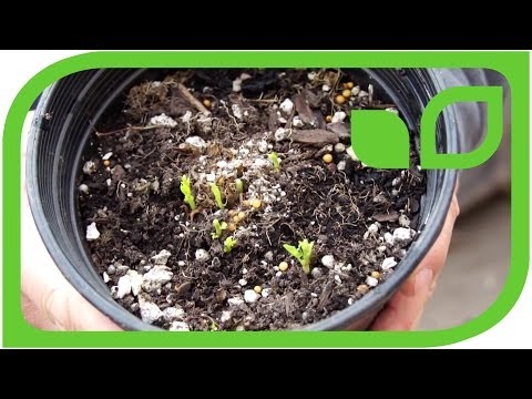 Die Winterhärte der Passionsfrucht Eia Popeia