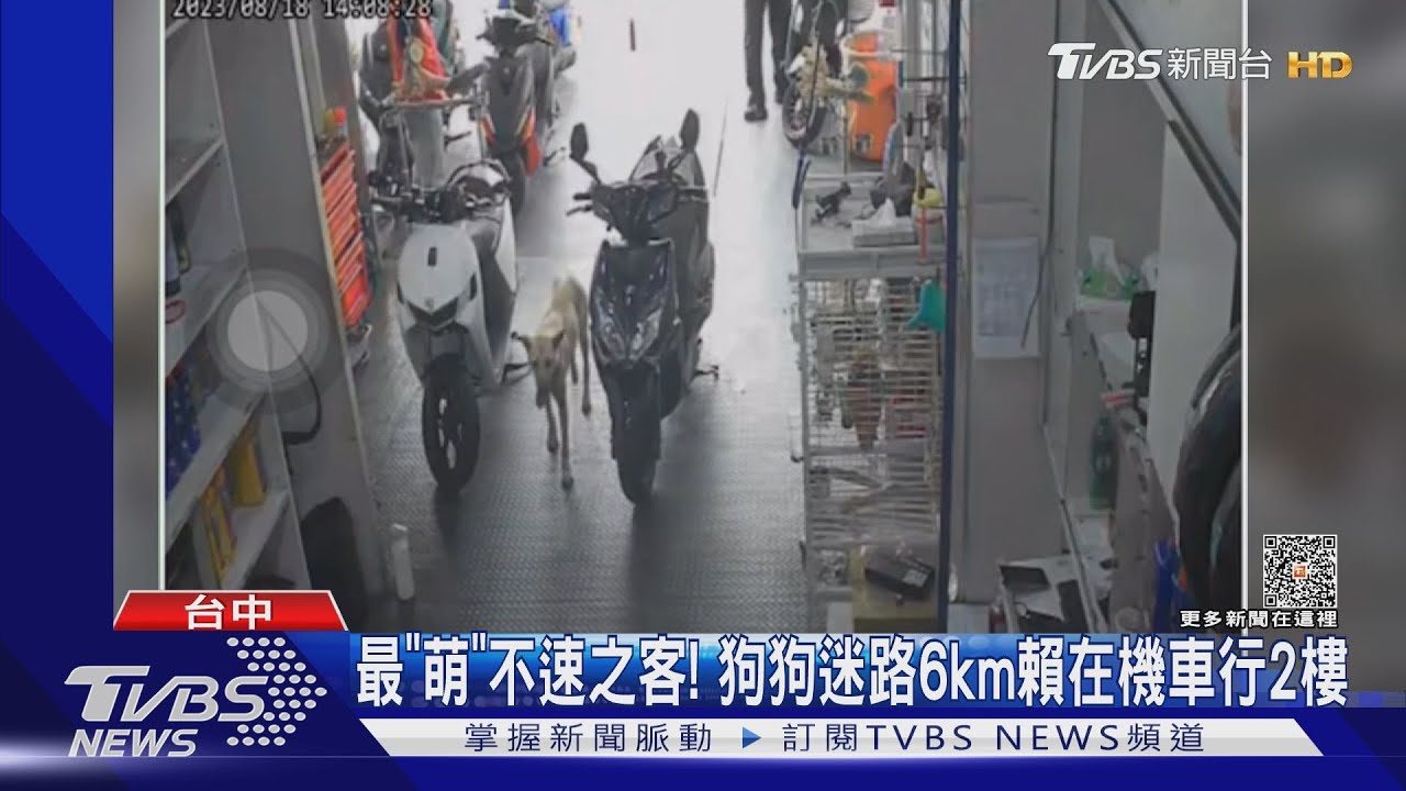 最「萌」不速之客!狗狗迷路6km 賴在機車行2樓