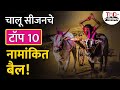 Top 10 bail Maharashtra 2023 | बकासुर ते महिब्या | चालू हंगामातला किंग कोण? | TOD मराठी विशेष