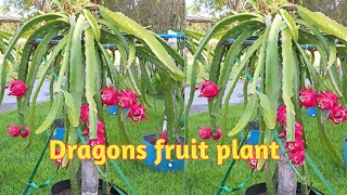 Dragon Fruit Plant Unboxing | Amazon Live Plant Unboxing | Gardening Point