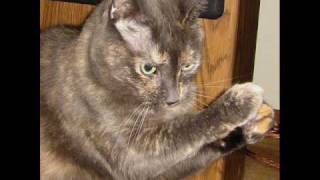 Larry The Cable Guy Christmas CArols