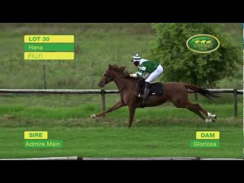 LOT 30 - HANA (Admire Main - Gloriosa) (Filly)