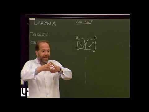 TC 7 : Anatomie du larynx, thyroïde, parathyroïdes [Anatomy of the larynx, thyroid and PTH glands]