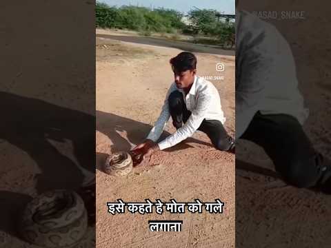 ￼ Russell viper snake bite ￼