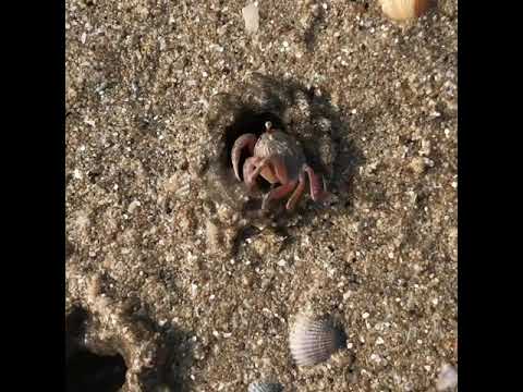 Nature seacrab making shelter shorts AjinkyaVlogs
