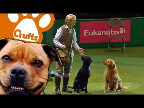 Gundog Display - Philippa Williams - Levenghyl Gundogs - Crufts 2013