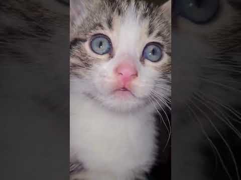 Gardenia's eyes are so incredible. #tabbycat #fosteringsaveslives #cats #adoptdontshop