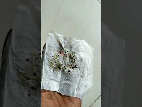 How to germinate dragon seeds #shorts