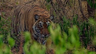 Deer&#39;s Close Call with a Tiger | BBC Earth