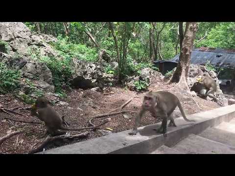 download lagu mp3 mp4 Monkey And Woman Meeting, download lagu Monkey And Woman Meeting gratis, unduh video klip Monkey And Woman Meeting