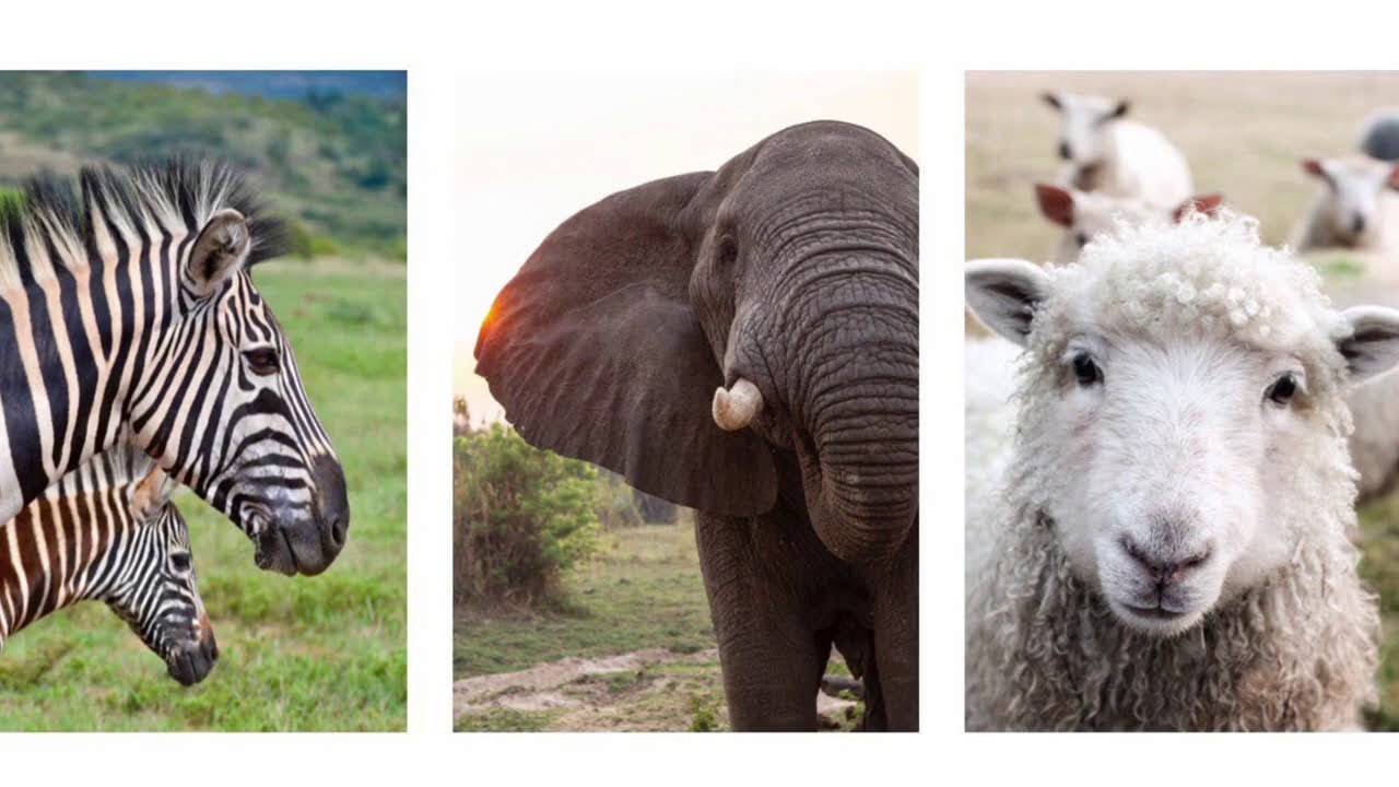 Find animals | Teaching Material