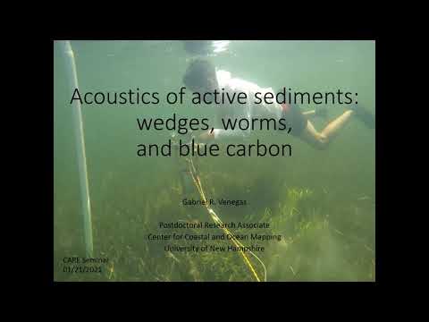 Acoustics of Active Sediments: Wedges, Worms, and Blue Carbon