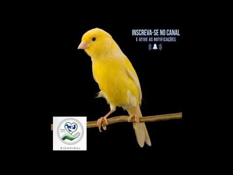 CANÁRIO BELGA CAMPAINHA PURO