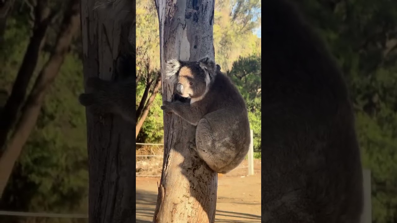 YouTube Short thumbnail