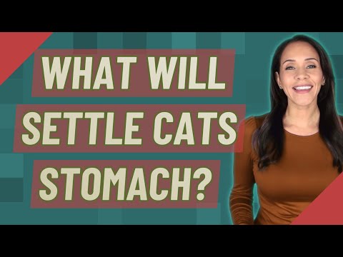 What will settle cats stomach?