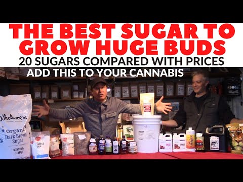 Definitive Guide to Feeding Cannabis Plants Sugar for Max Growth