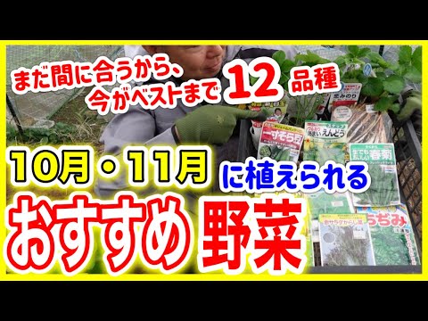  10月に種をまくべき野菜は何ですか?家庭菜園で簡単にできる種まき 5 つ  庭園