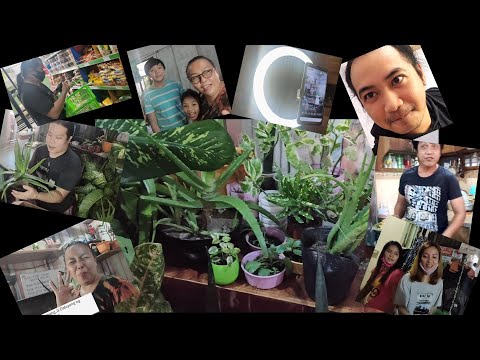 LIVE SHOW | plants | relief goods