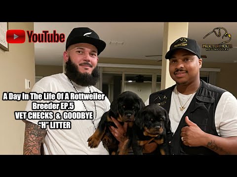 YouTube video about: How to get a dog unstoned at home?