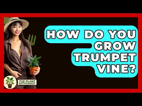 How Do You Grow Trumpet Vine? - The Plant Enthusiast