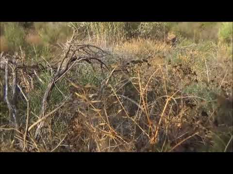 Marcos con sus hijas, Columela, Enma y Azcua de la Cora Rayya