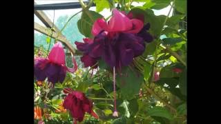 PRAFUL - TEARDROP BUTTERFLY