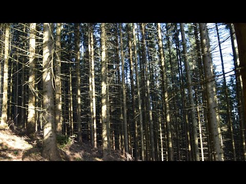 Ep 67 Slanic Moldova Muntii Nemira -traseul 300 de scari