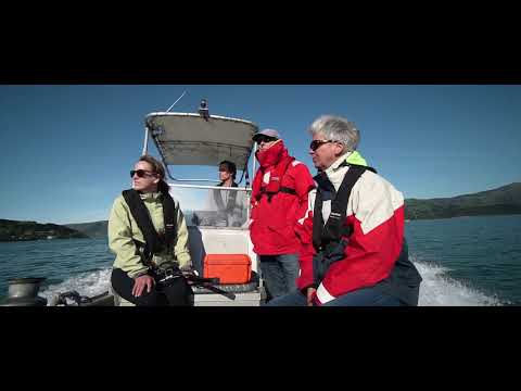 The Multi Million Dollar Dolphin