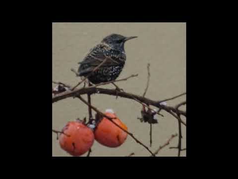 Mean Flow & Marco Lucchi - Semper Dolens