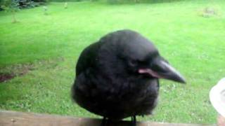 Werth Family Crow Spring 2010 009.AVI