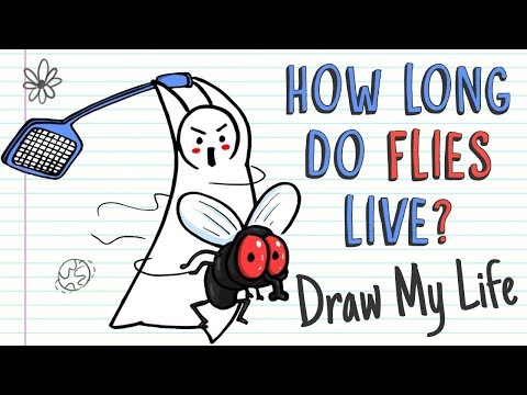 download lagu mp3 mp4 Lifespan Of A Fly, download lagu Lifespan Of A Fly gratis, unduh video klip Lifespan Of A Fly