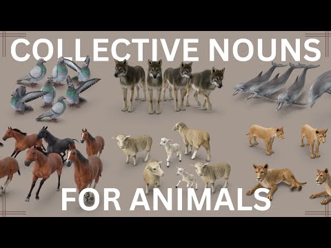Learn English collective nouns for animals