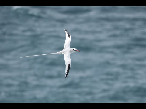 Red-billed Tropicbird, Fuerteventura, Canary Islands, Spain, 17/3/22