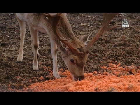 Darz Bór odc 130 - Hodowla danieli i targi Knieja