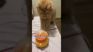 Download lagu Not afraid of falling or anything...😼 #cat #catlovercare #domesticcat #cutecat #oyentes #oyenbarb... mp3