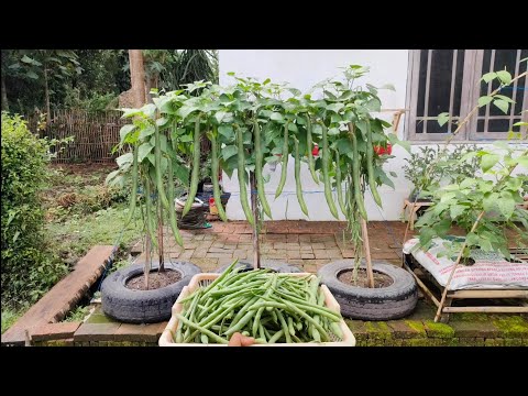 , title : 'cara menanam buncis dimusim hujan panen melimpah || how to plant beans in the rainy season'