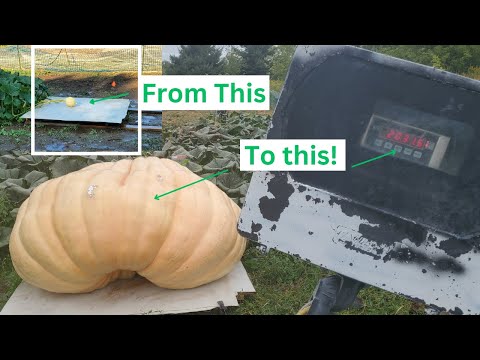 2023 Giant Pumpkin Time Lapse 2,000lbs