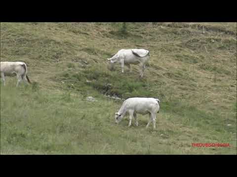 MUCCHE AL PASCOLO IN VALLE STURA. (CN) LUN. 19 - 7 - 2021.