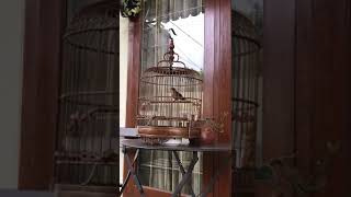 Download lagu suara merdu Tieumi / wambi mini tembakan kapas tembak mp3 Download lagu suara merdu Tieumi / wambi mini tembakan kapas tembak mp3