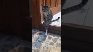 Download lagu video hewan lucu || jurus kucing mp3