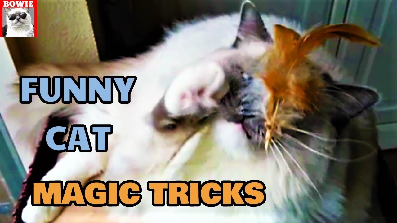 Funny Cat Magic Tricks