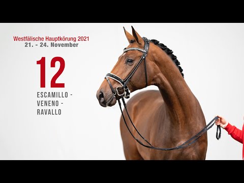 Westfälische Hauptkörung Reitpferdehengste: Kat-Nr. 12 Escamillo - Veneno - Ravallo