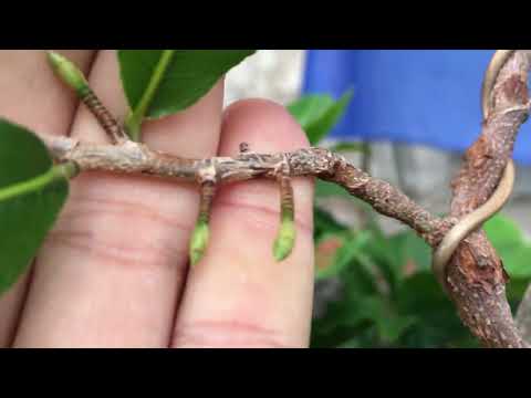 Nên tưới phân gì trong giai đoạn 7-8 al khi mưa nhiều ở miền Bắc