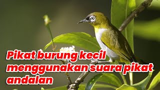 Download lagu Pikat burung kecil menggunakan suara pikat andalan! #birdstrap mp3
